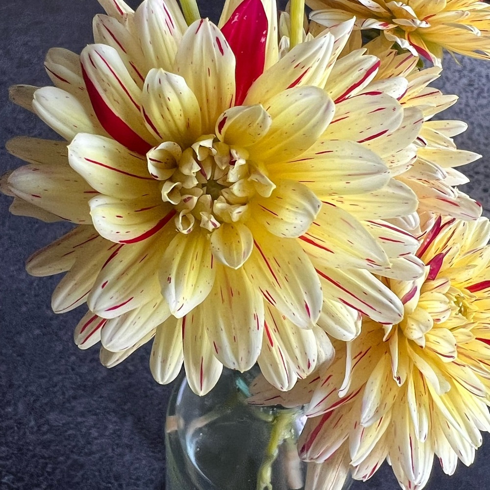 Crème silence Dahlia